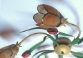 stylowy plafon sufitowy rozeta flower retro salonu pokoju apartamentu sypialni.jpg